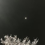 [댓글부탁해] <b>짝</b>남이랑 꽃구경 갈거면 <b>밤</b>에가셈