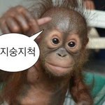 짝남이랑 연락중인데 <b>숭이</b>짤