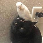 <b>우아</b>한 물개 아니 고양이...