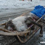 [알래스카] ALASKA " ESKIMO 인의 HUNTING "