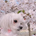 [댓글부탁해] 울댕댕이 벚꽃<b>놀이</b> <b>보고</b>가셈