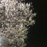 [댓글부탁해] 너네학교 전교회장이 이럼 어떡할거임 …?