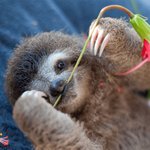 <b>나무</b>늘보의 매력 터지는 일상