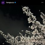 블랙<b>핑크</b> 지수의 벗꽃 데이트 인스타그램