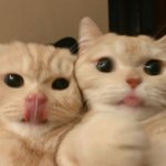 [댓글부탁해] 내 무릎이랑 발목 <b>통증</b> 왜 이런거임