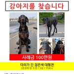 [꼭조언부탁] (찾았습니다!!!)<b>화성시</b> 검정색 대형견을 찾습니다(방탈죄송)