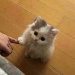 헤어 <b>나올</b> 수가 없는 냥이의 늪