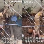 나무에 목줄 묶인채 <b>의자</b> <b>위</b> 두발로 버티고 있는 리트리버 학대 논란
