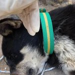 유채꽃밭에 버려져 있던 강아지... (사진<b>놀람</b>주의)