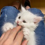 [아기고양이] #<b>묘연</b># 1004냥이 애꿍이들 자랑해요_이름 곤_둘째