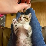 [아기고양이] #<b>묘연</b># 1004냥이 애꿍이들 자랑해요_이름 톨이_막내