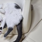 나도 있지 고양이