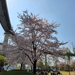 마스크 써서 안<b>가림</b>, 초상권. 사람들 많음 벚꽃