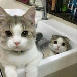 [댓글부탁해] 얘들아 맘<b>시터</b> 알바하는거 어때