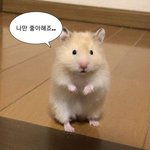 아니 쿼카햄찌<b>미어캣</b> 이런 애들은 왤케