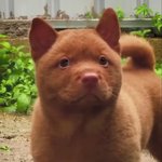 [이것좀봐줘] 이 강아지 종류 뭔가요??
