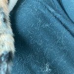 <b>봄이</b> 고양이 털갈이 시기임??