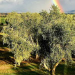 좋은 올리브오일 고르는 방법 1. 산도 (Acidity)