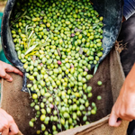 좋은 올리브오일 고르는 방법 2. 올레인산