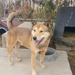 귀한 진돗개 <b>품종</b>