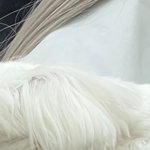 김밍졍 <b>바부</b>