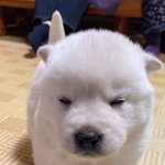 내 깔끔한 대왕 피지 볼 사람