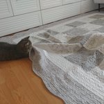 [고양이] 곰이와 <b>여우</b> 일상15