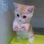 [댓글부탁해] 고양이 n<b>번방</b> ㅈ같음