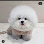 [이것좀봐줘] 이정도면 강아지 <b>학대</b> 아니냐