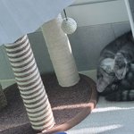 [고양이] 이쁜 <b>보리</b>냥 자랑합니다~[사진스압주의]