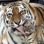 꼭 옆에 붙어 있고픈 <b>엄빠</b> 껌딱지들