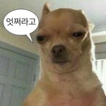 [댓글부탁해] 아니 나 ㄹㅈㄷ로 <b>바보짓</b>함