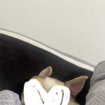 얘<b>도라</b> ㅈㅂ 이거 닮은 강아지캐릭터 좀