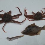 [알래스카] ALASKA "  지금은 새우잡이 시즌 2 "