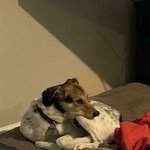 재<b>부팅</b>이 필요해보이는 댕댕이들