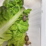 <b>상추</b>에서 달팽이 나옴 ㅠㅠ