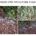 공원서 발견된 의문의 '흰가루'…"<b>산책</b>견 흡입 후 쓰러져"