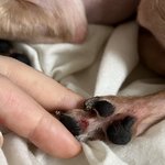 [이것좀봐줘] <b>역삼동</b> 애견미용실에서 강아지 상처내놓고 태도