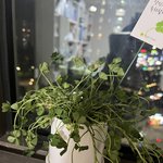 [댓글부탁해] <b>클로버</b> 키우는데 이렇게 됨 도움 좀