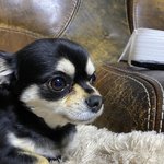 [더보이즈] 용이 <b>완전</b> 순해보임
