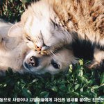 냥이가 정말 사랑할 때만 한다는 행동