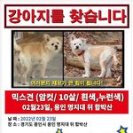 [이것좀봐줘] 용인 함박산에서 잃어버린 강아지를 찾습니다 꼭 한번만...
