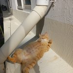 우리 <b>기관</b>에서 사는 냥이 고양이