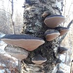 [알래스카] ALASKA " 마리화나와 헤로인 "