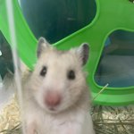 [햄스터] 우리 아가 보고<b>가랑</b>