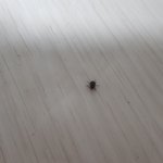 이 벌레 뭘까ㄷㄷ