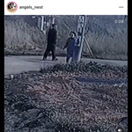 [이것좀봐줘] 강아지를 왜 버리는거야?
