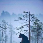 곰과 늑대의 <b>우정</b>