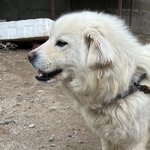 아니 우리 시골강아지 좀 아까움