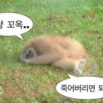 [댓글부탁해] 니네 인스타에 디엠 설문 올리면